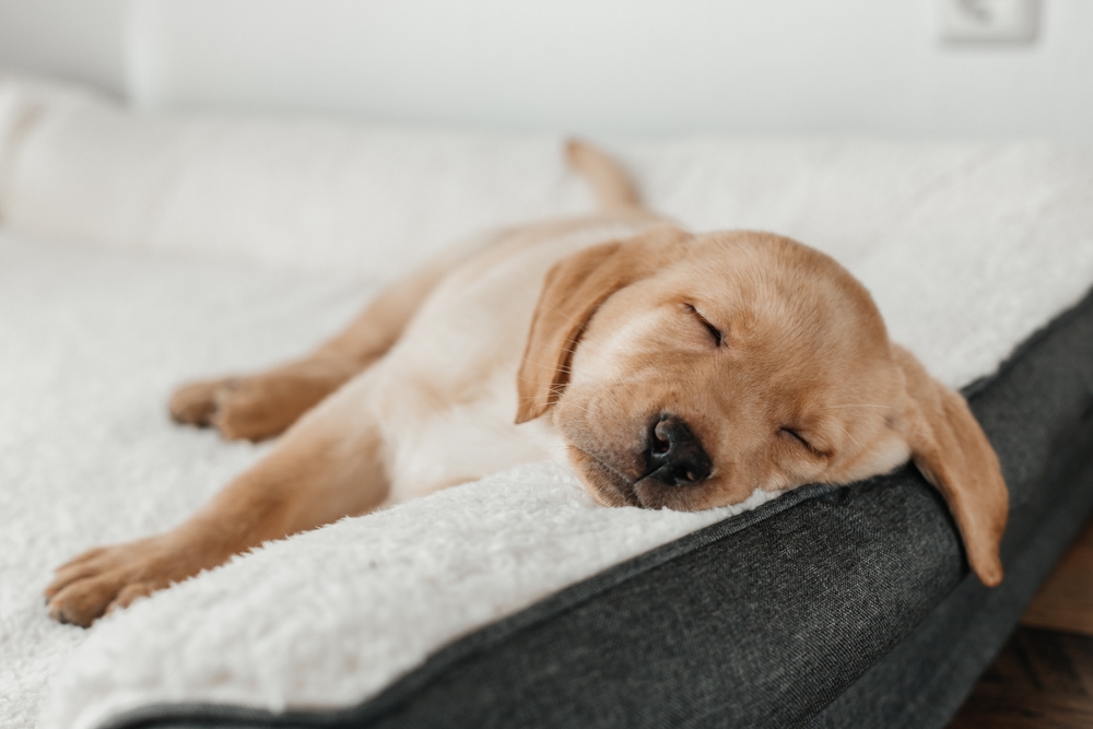 sleeping yellow Labrador Retriever puppy