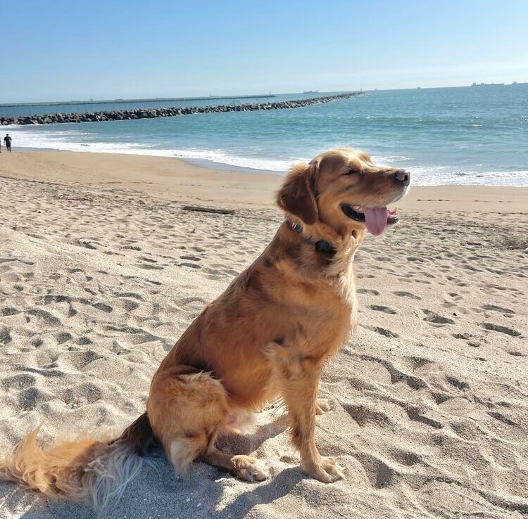 Happy smiling golden retriever dog at the beach on a sunny day