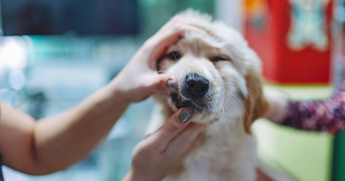 The Best Dental Products For Brushing Your Pet’s Teeth