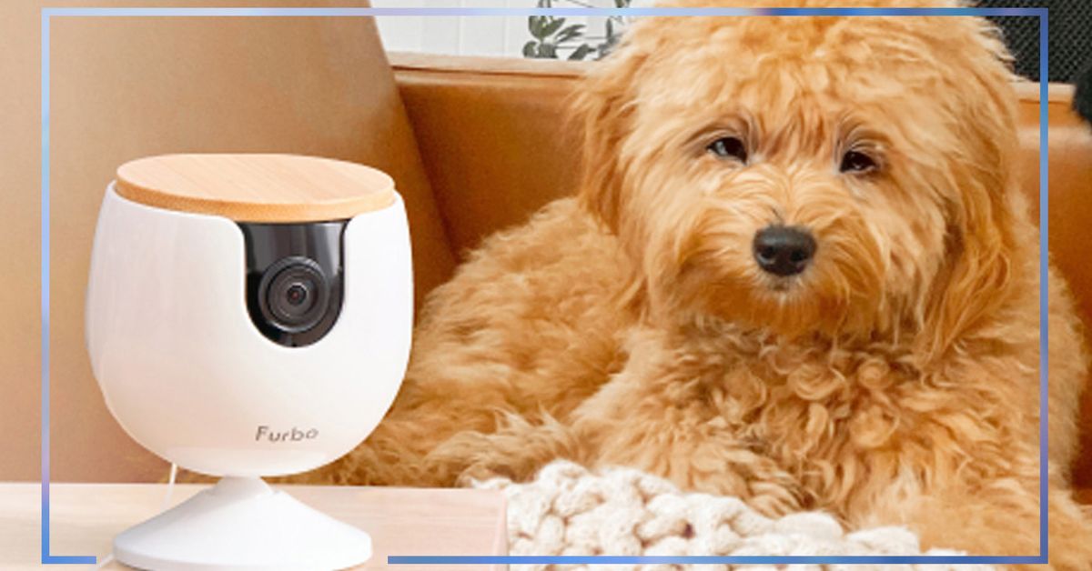 Best pet cameras list: The best pet cameras to watch and feed your pets while you’re away