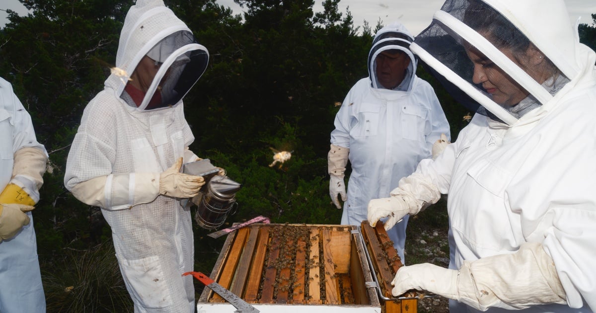 How the âbee billâ made Texas the queen of U.S. beekeeping