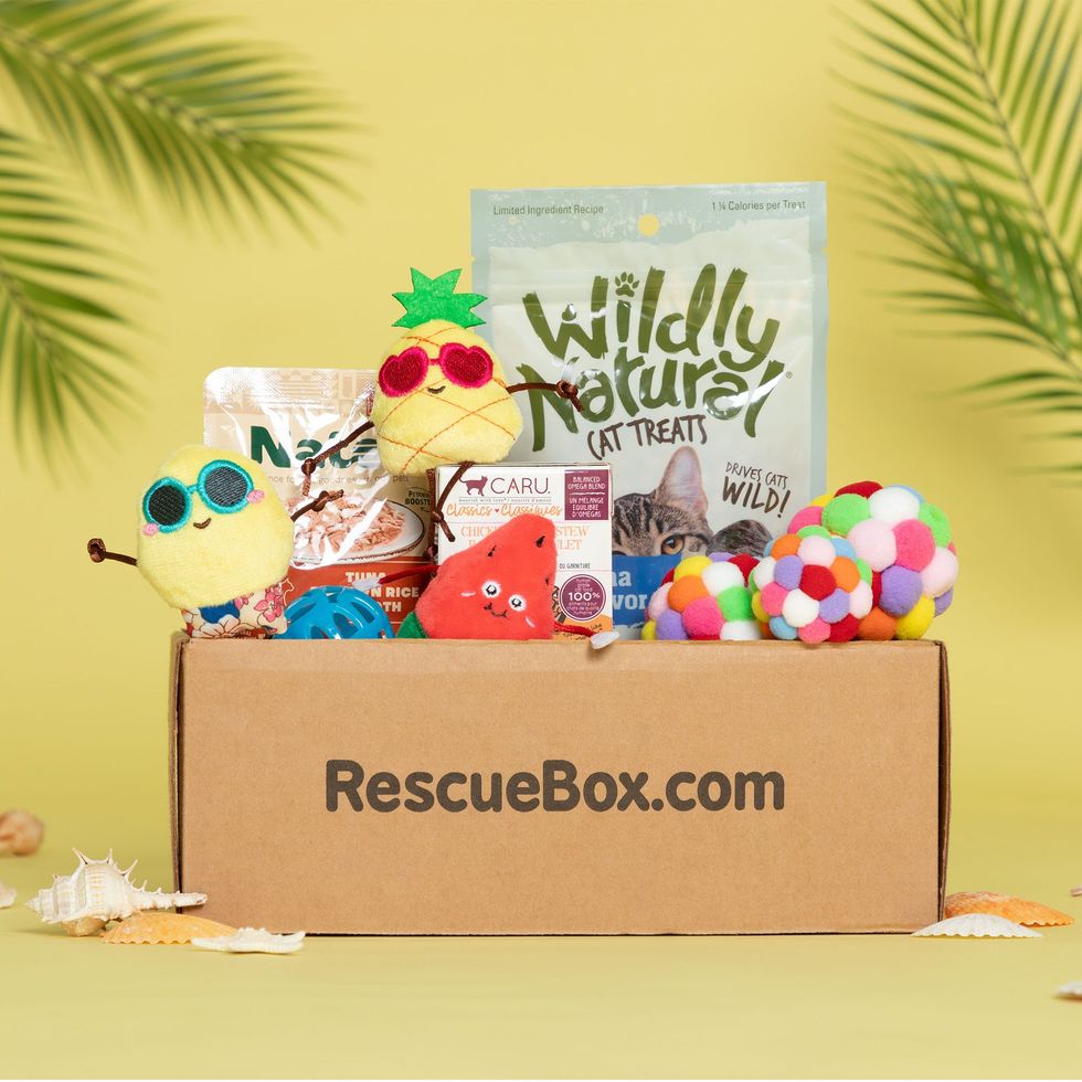 Cat Subscription Box