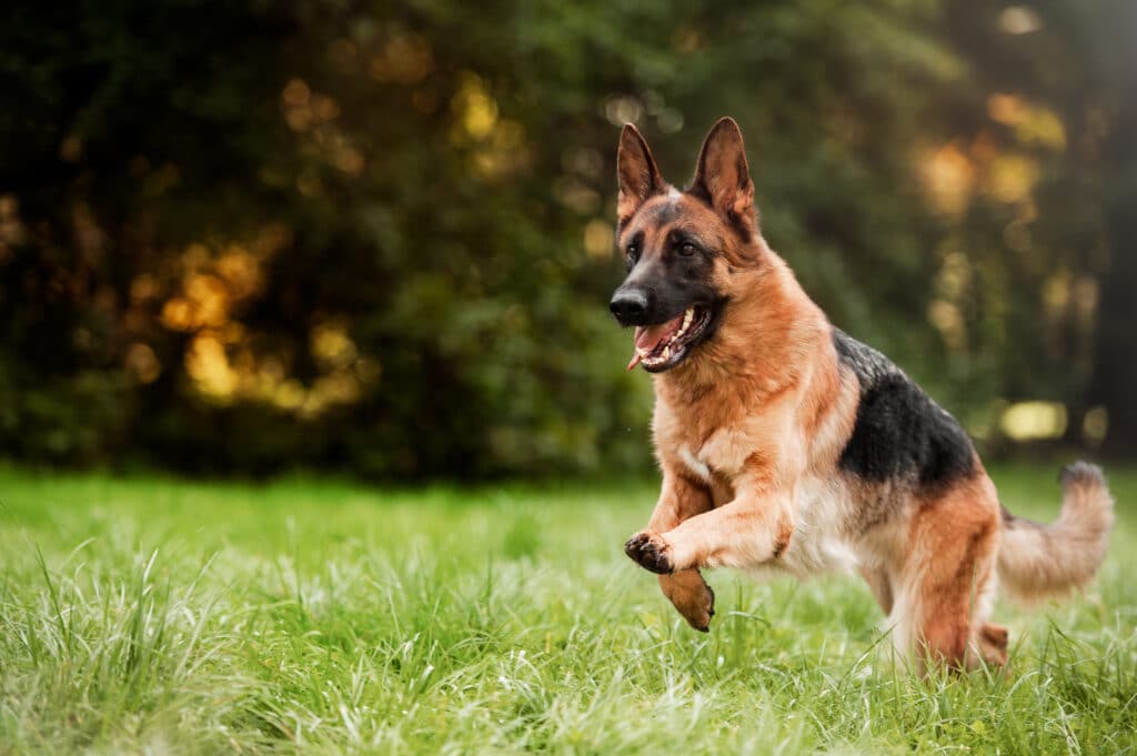 Best Pet Insurance Plans for German Shepherds (2024)