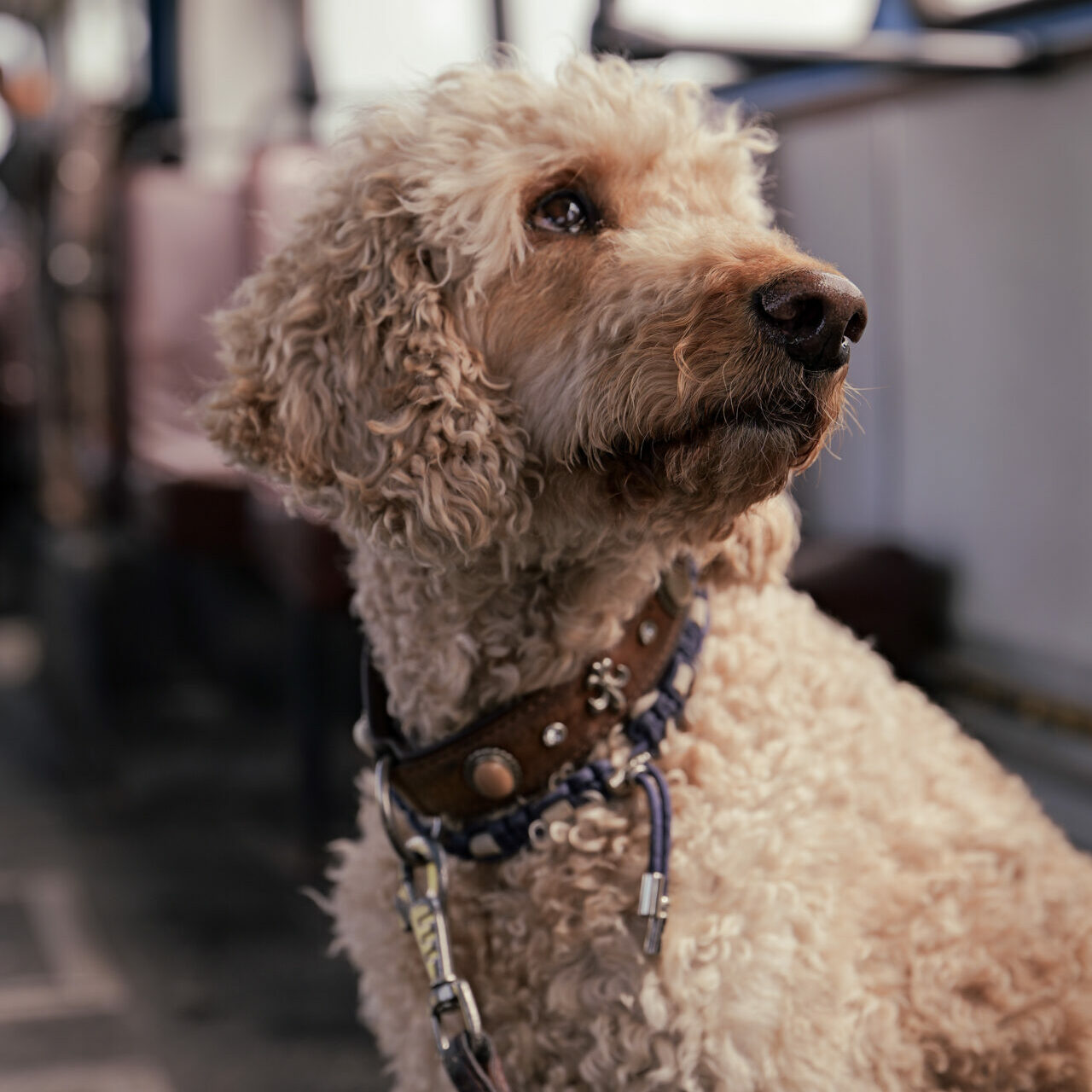 Golden doodle portrait on an old bus