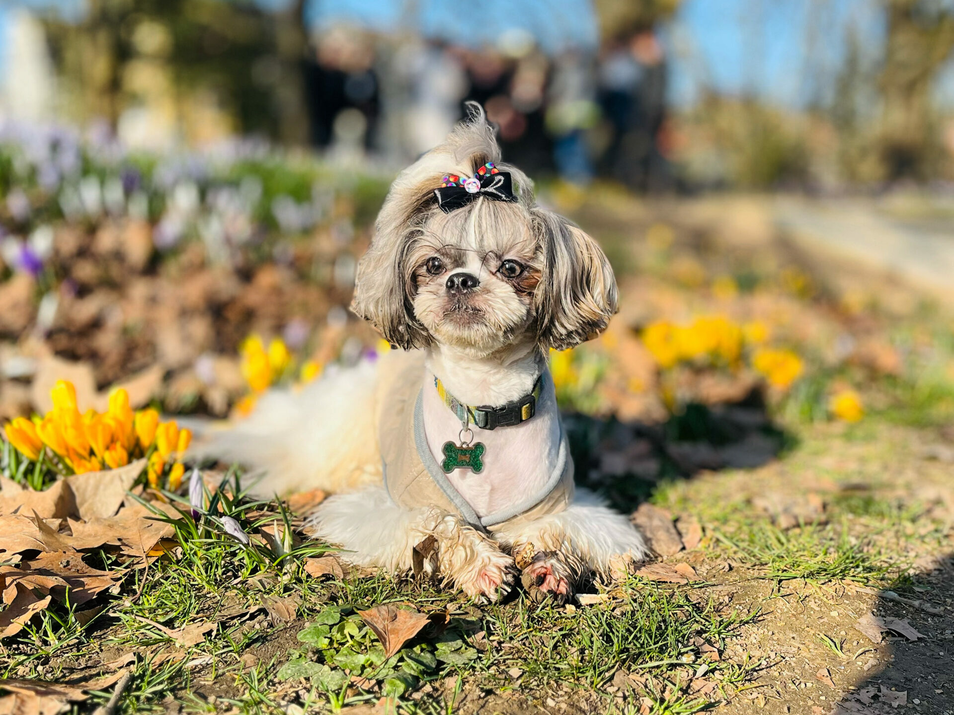 A Shih Tzu dog sits among the yellow crocus flowers on a sunny morning in the park. walking with a pet