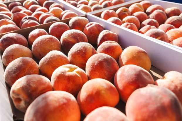 When fruit season is in full swing, don't skip on seconds. (Boulder County Farmers Market - Courtesy photo)