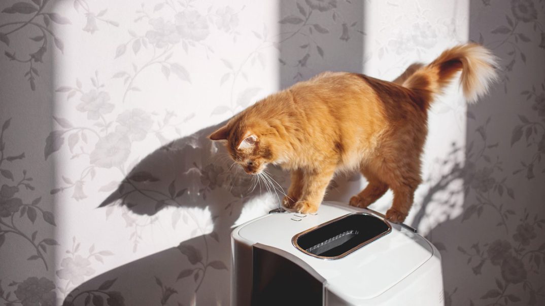 The 8 best air purifiers for pet owners