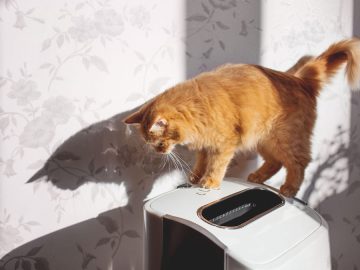 The 8 best air purifiers for pet owners