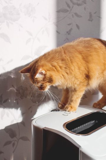 The 8 best air purifiers for pet owners