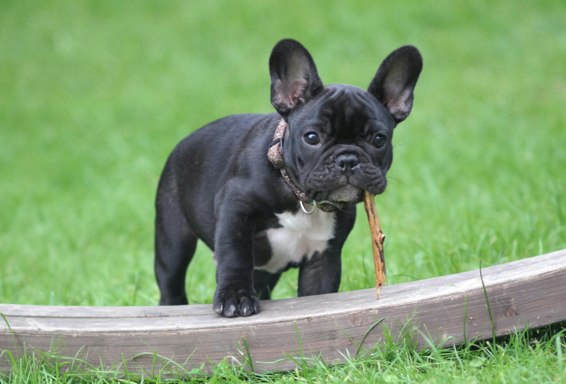 French bulldog