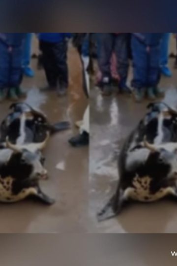 Viral Video Of A Cow-Faced Seal Is Actually AI-Generated