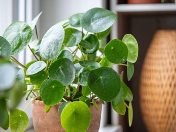 Double your money: How to propagate a Chinese money plant