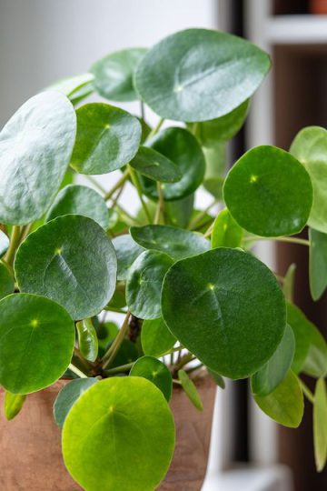 Double your money: How to propagate a Chinese money plant