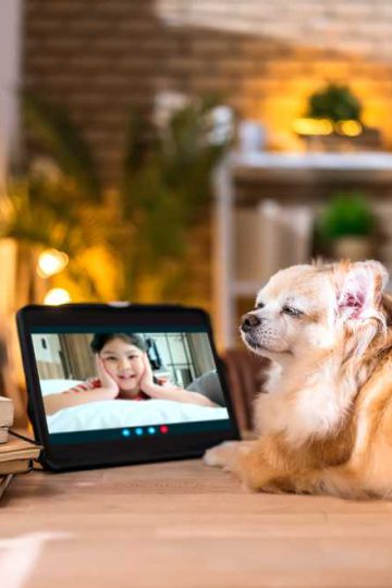 10 Best pet cameras | AP Buyline Shopping