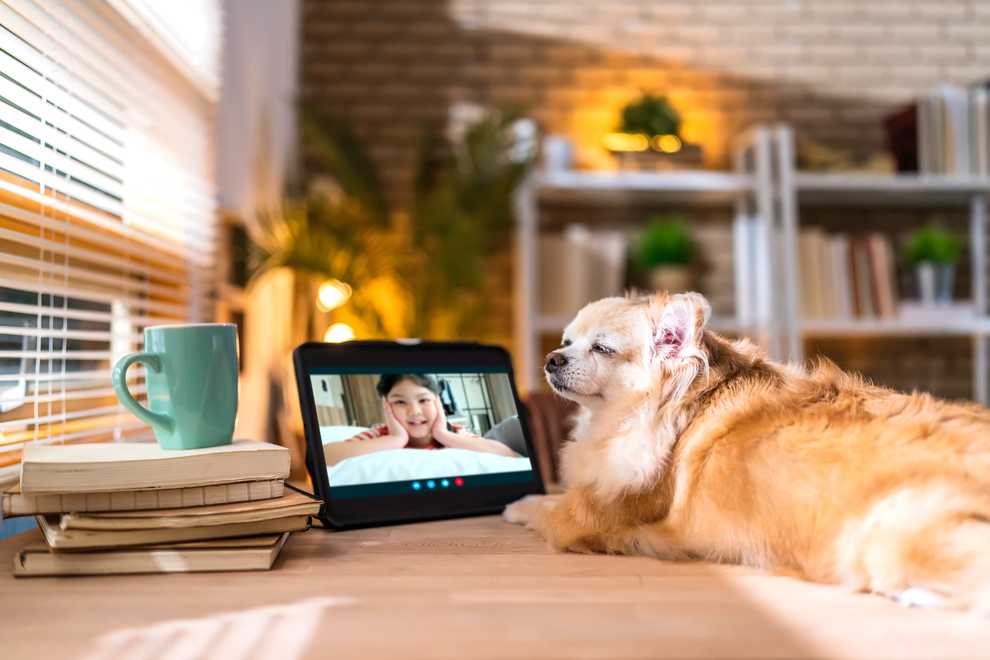 10 Best pet cameras | AP Buyline Shopping