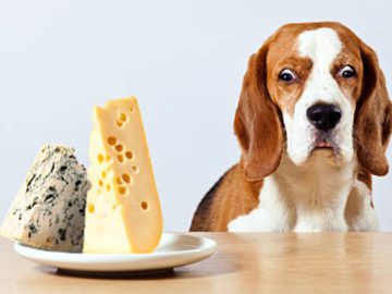 Can dogs eat cheese? Risks and benefits