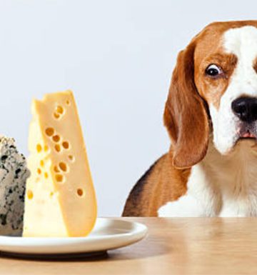 Can dogs eat cheese? Risks and benefits