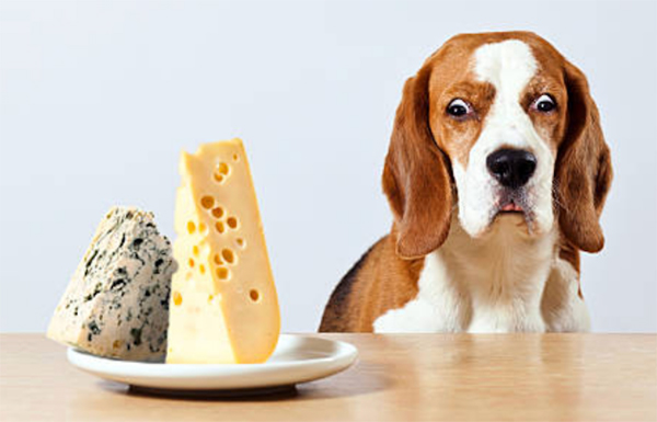 Can dogs eat cheese? Risks and benefits