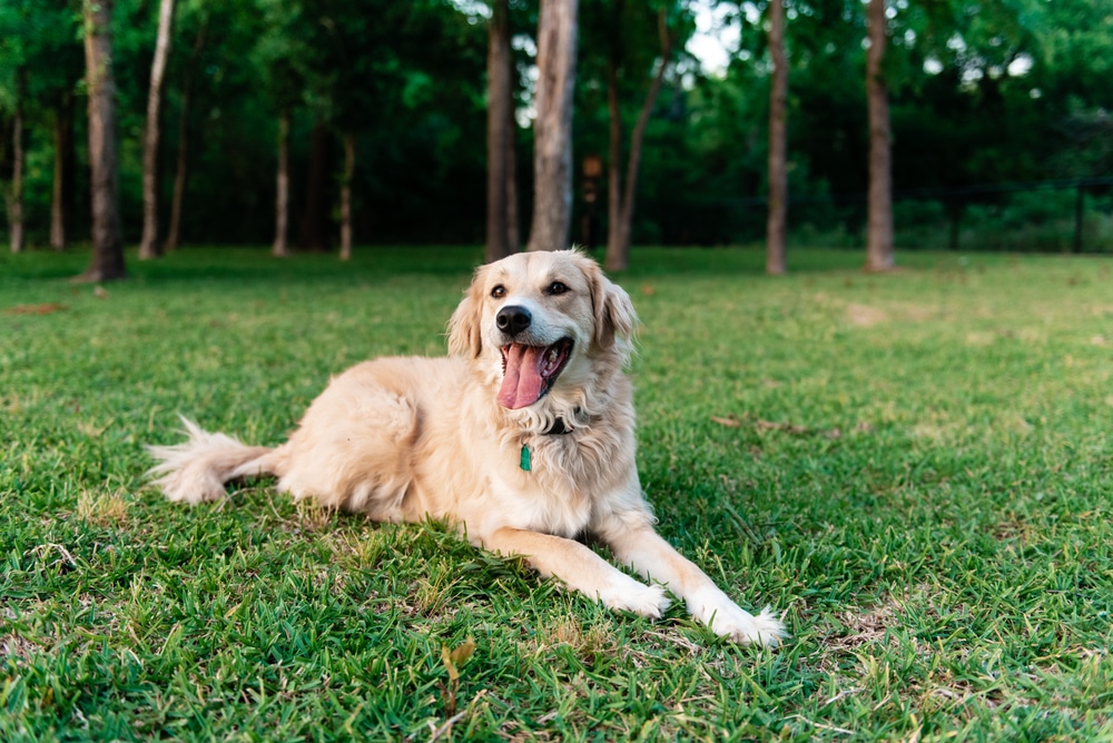 A golden retriever mixed-breed dog laying happily in grass a park in Texas.