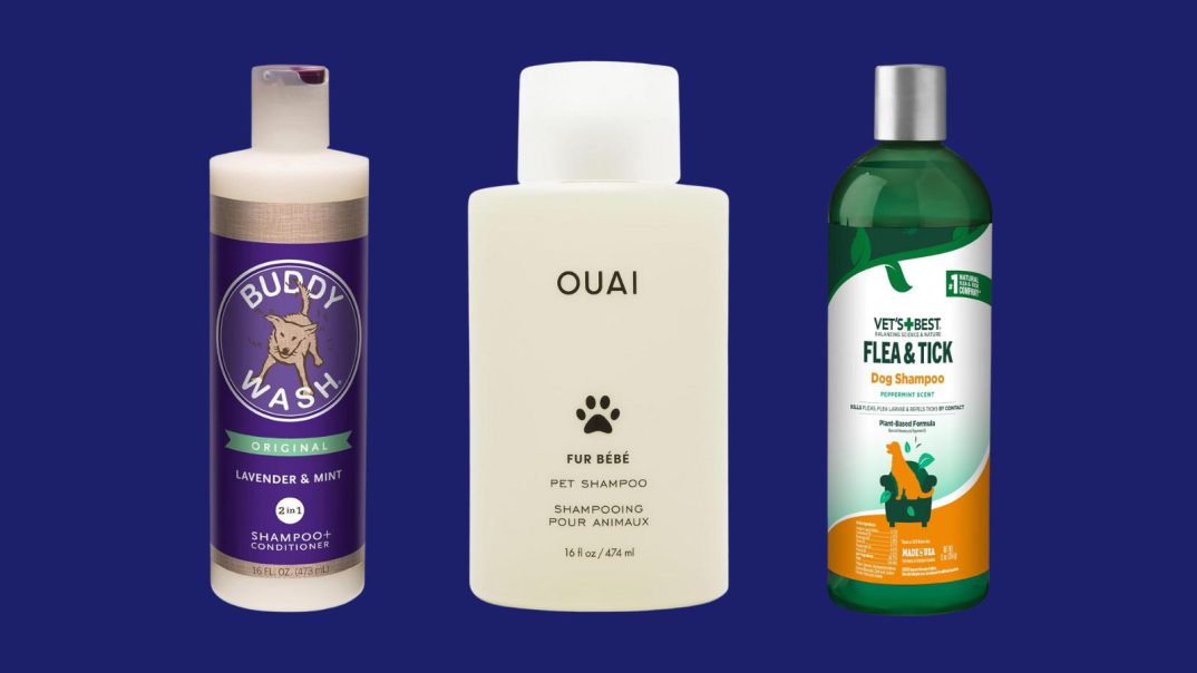 Best Dog Shampoos 2024 – Forbes Vetted