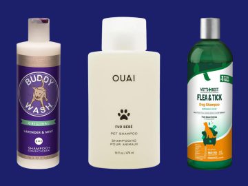 Best Dog Shampoos 2024 – Forbes Vetted