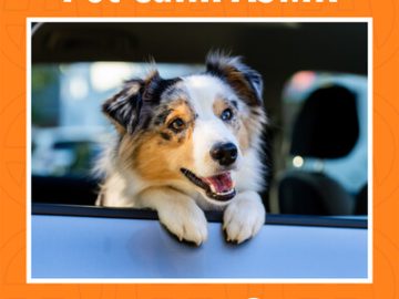 Autotrader Releases ASMR Road Trip Playlist for Dogs to Celebrate National Dog Day, Teams Up with Country Singer Walker Hayes