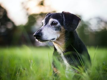 The Best Pet Insurance for Older Dogs (August 2024)