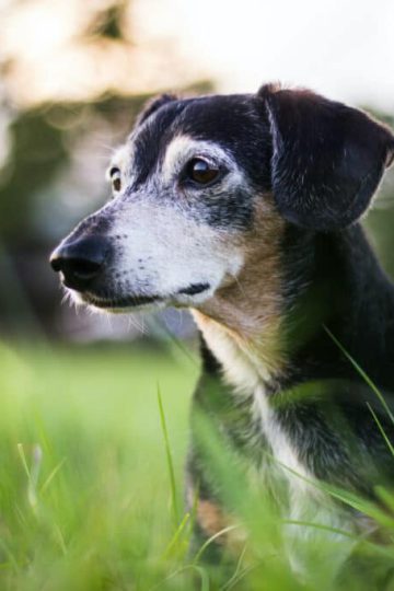 The Best Pet Insurance for Older Dogs (August 2024)