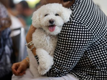 Pet adoption event in San Mateo County touts animals’ health benefits