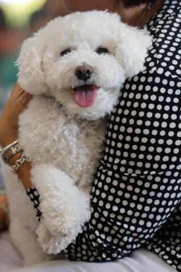 Pet adoption event in San Mateo County touts animals’ health benefits