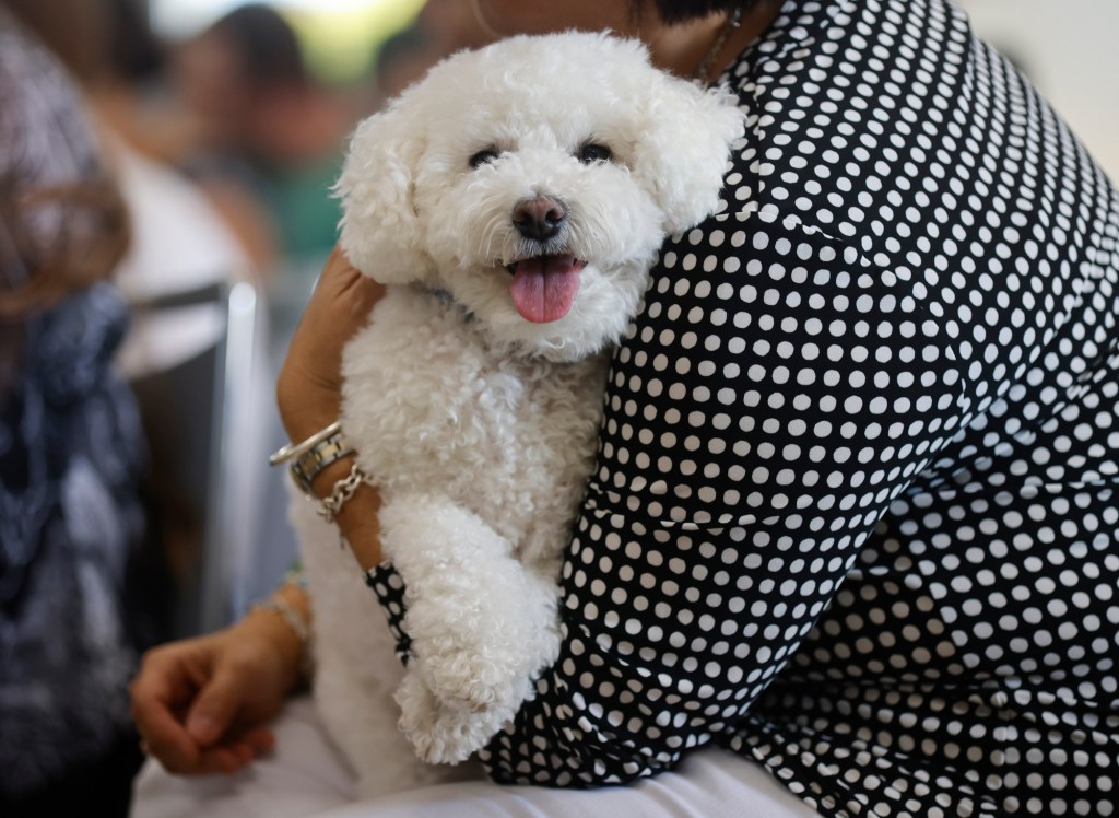 Pet adoption event in San Mateo County touts animals’ health benefits