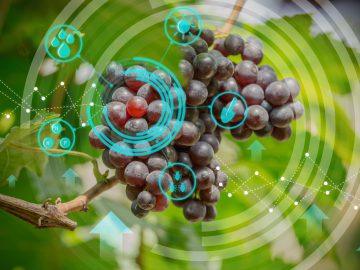 Next-Gen Viticulture: The Future of Intelligent Farming in the Wine Industry