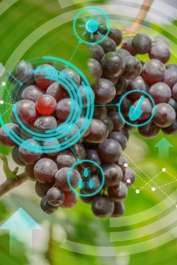 Next-Gen Viticulture: The Future of Intelligent Farming in the Wine Industry