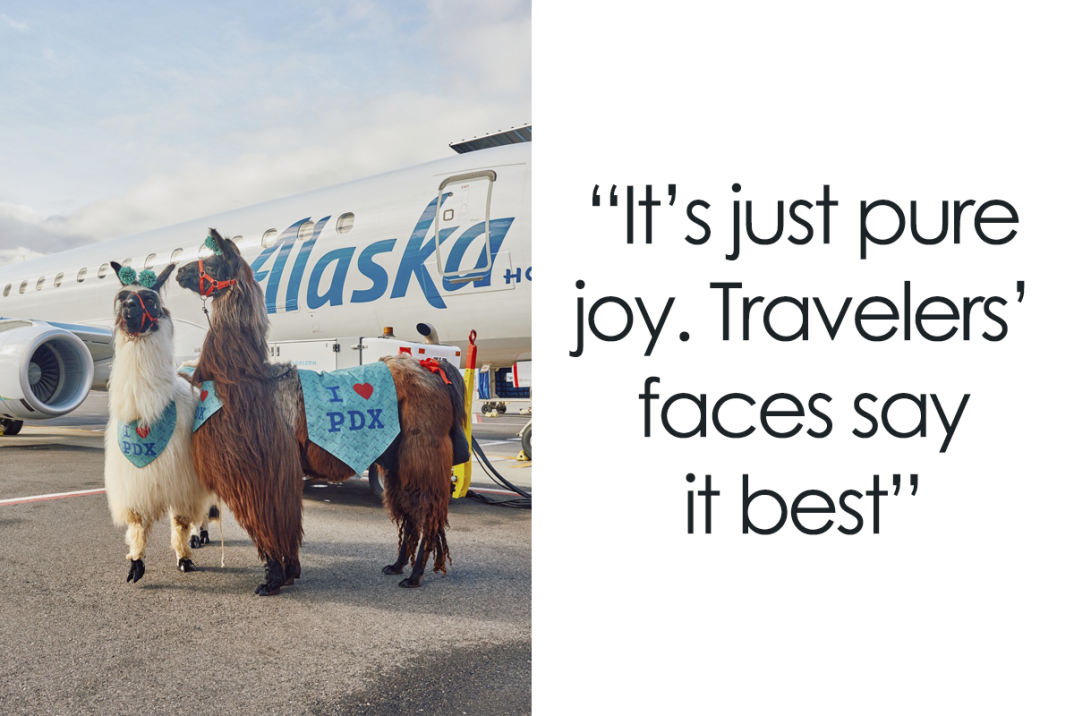 People Online Can’t Get Enough Of These Therapy Llamas At Portland International Airport