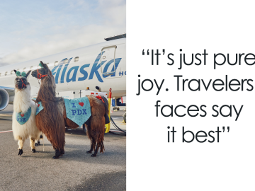 People Online Can’t Get Enough Of These Therapy Llamas At Portland International Airport