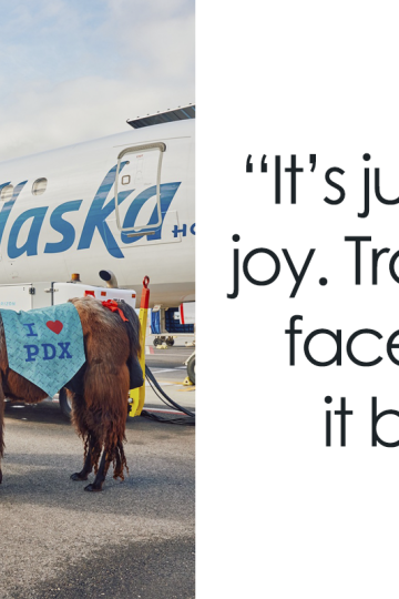 People Online Can’t Get Enough Of These Therapy Llamas At Portland International Airport