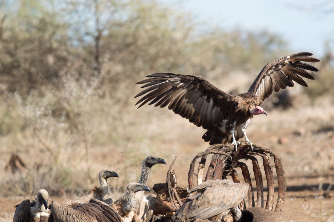 Halting Africa’s vulture populations declines