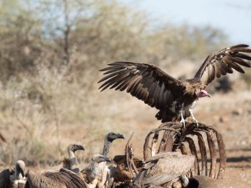 Halting Africa’s vulture populations declines