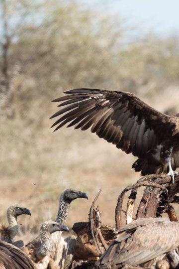 Halting Africa’s vulture populations declines