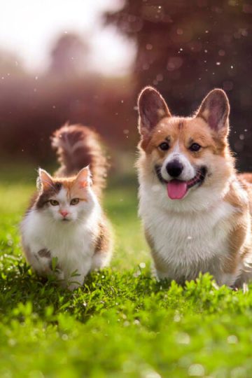 Best Pet Insurance Companies of September 2024