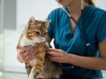 Does pet insurance cover pre-existing conditions?