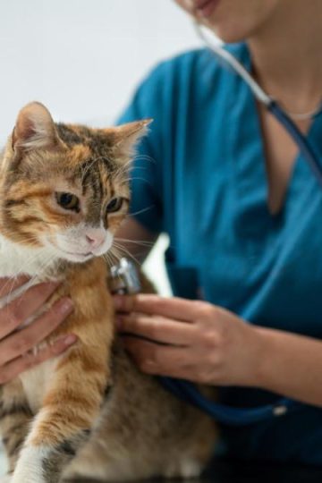 Does pet insurance cover pre-existing conditions?