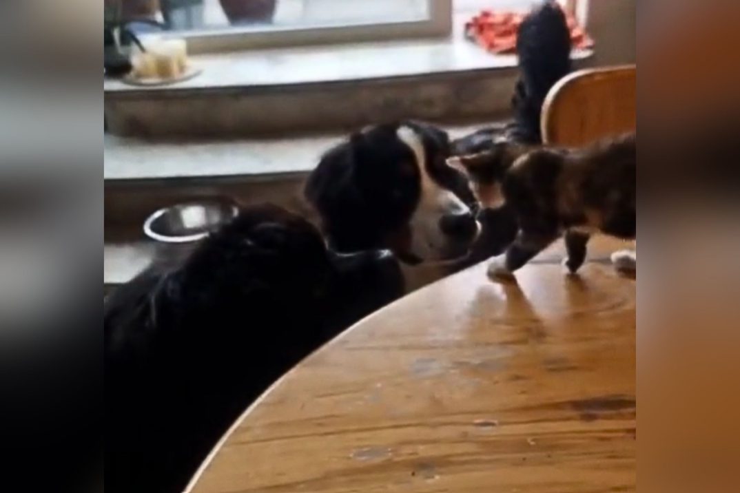 Watch Stray Kitten Choose Home With 2 Giant Dogs Who Have Never Seen a Cat