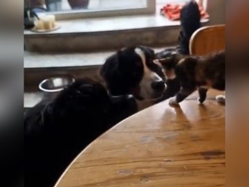 Watch Stray Kitten Choose Home With 2 Giant Dogs Who Have Never Seen a Cat