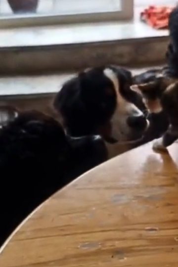 Watch Stray Kitten Choose Home With 2 Giant Dogs Who Have Never Seen a Cat