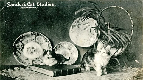 Courtesy of the Edwardian Postcard Project, Lancaster University Postcard culture exploded in the early 20th Century. Cats went along for the ride (Credit: Courtesy of the Edwardian Postcard Project, Lancaster University)