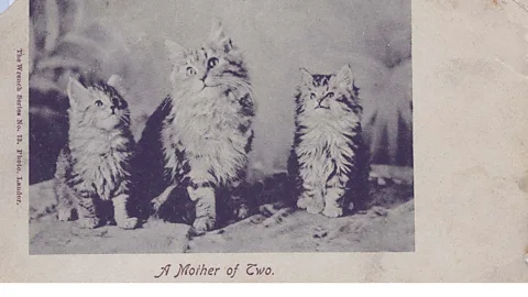 Courtesy of the Edwardian Postcard Project, Lancaster University As with social media, the postcard cat was a medium for self-expression. They were also just cute (Credit: Courtesy of the Edwardian Postcard Project, Lancaster University)