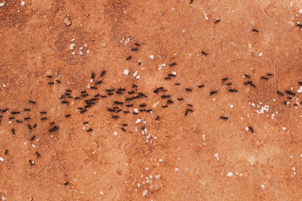 A group of ants walking in a line across a dusty, reddish-brown surface scattered with small white debris.