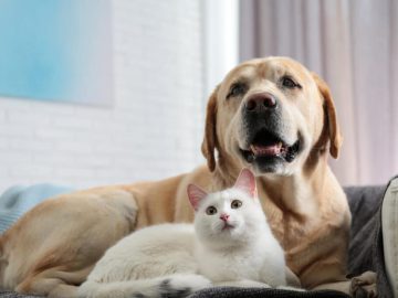 The Best Pet Insurance in Wisconsin (2024)