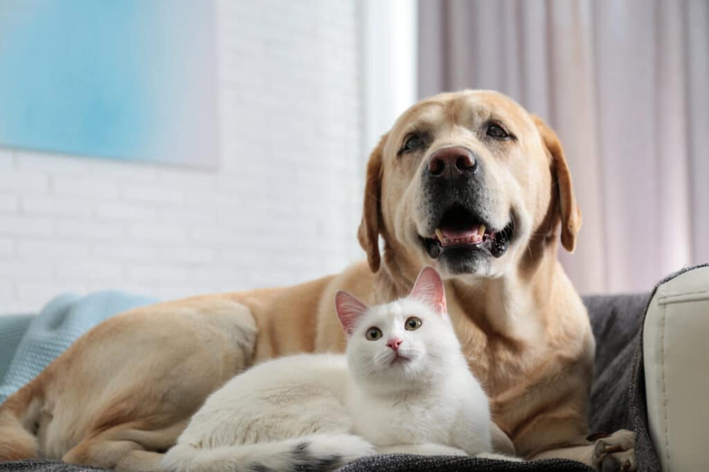 The Best Pet Insurance in Wisconsin (2024)